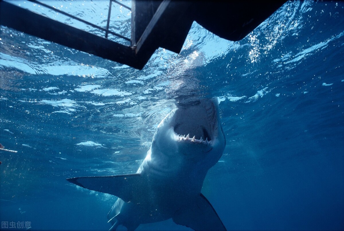 世界上十大恐怖鲨鱼排名（十大凶猛的鲨鱼排行榜）-第11张图片