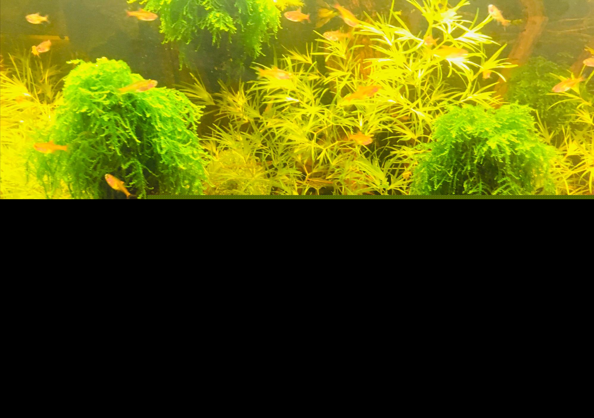 观赏虾水温多少度合适（养虾温度一般要控制在多少度）-第2张图片