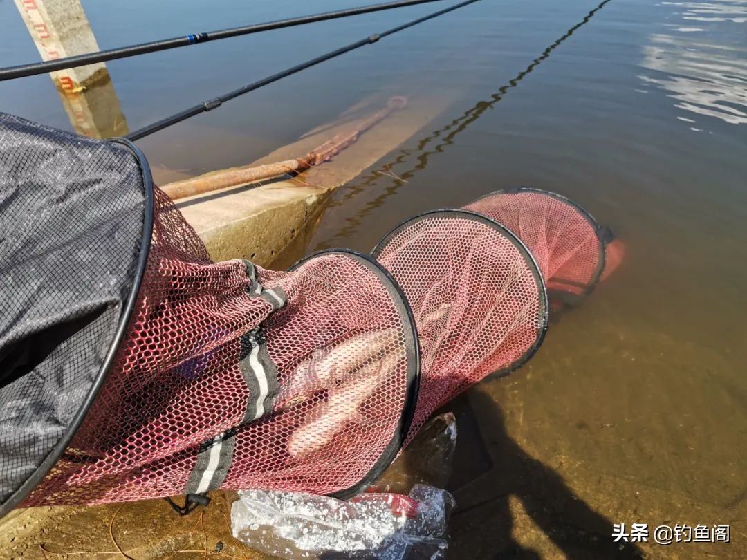 新手鲢鳙怎么钓比较好（什么天气和时间适合钓鲢鳙呢）-第3张图片