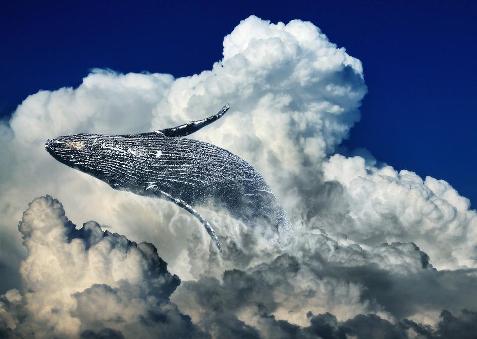 鲸鱼是什么动物,鲸鱼动物百科-第11张图片