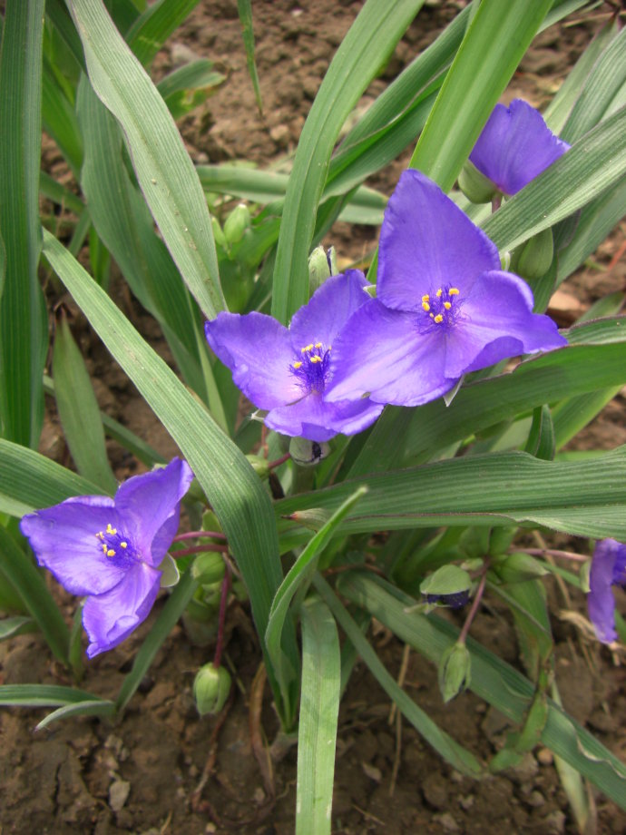 常见紫色的花有哪些（紫色花朵的花名都叫什么名字）-第42张图片