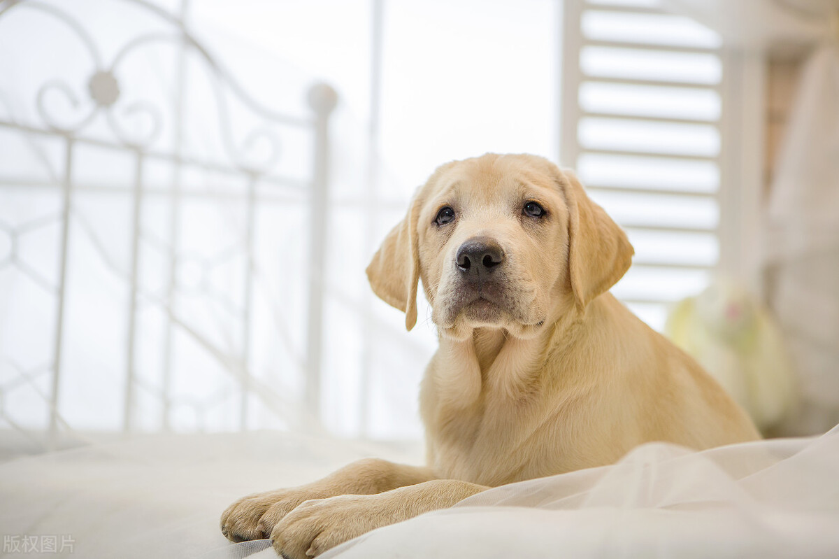 拉布拉多犬的优缺点（拉布拉多犬优点和缺点都有哪些）-第3张图片