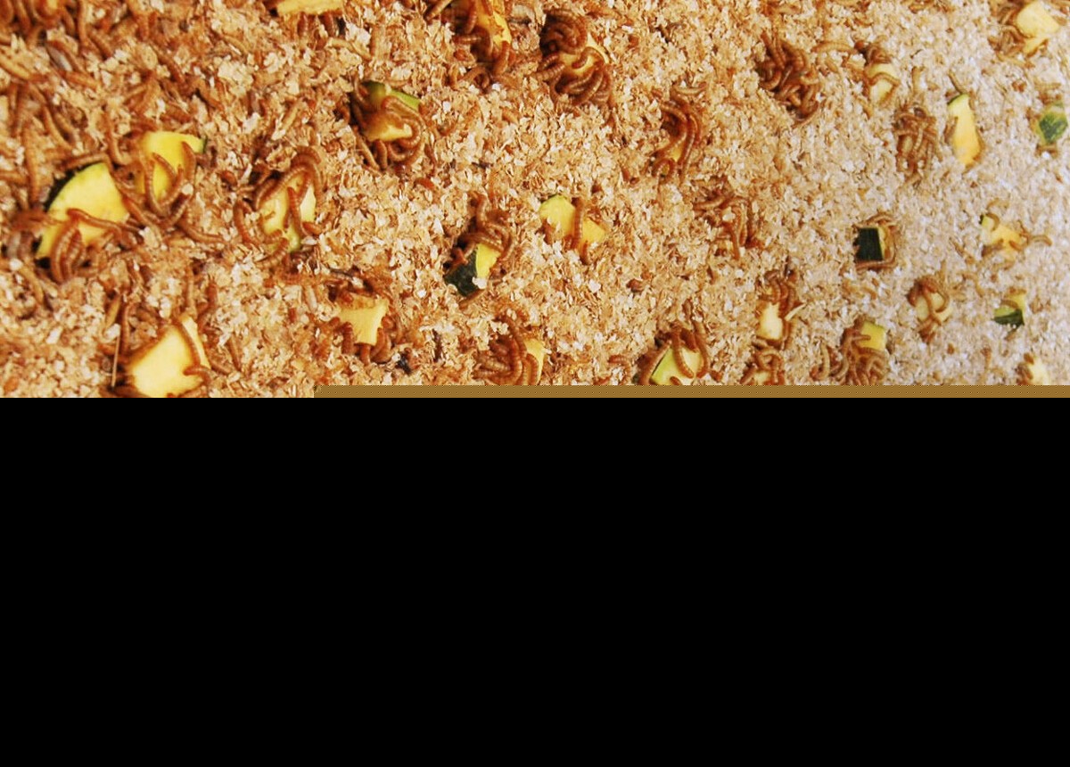 面包虫吃什么食物繁殖比较快（面包虫饲养成虫的注意事项）-第3张图片