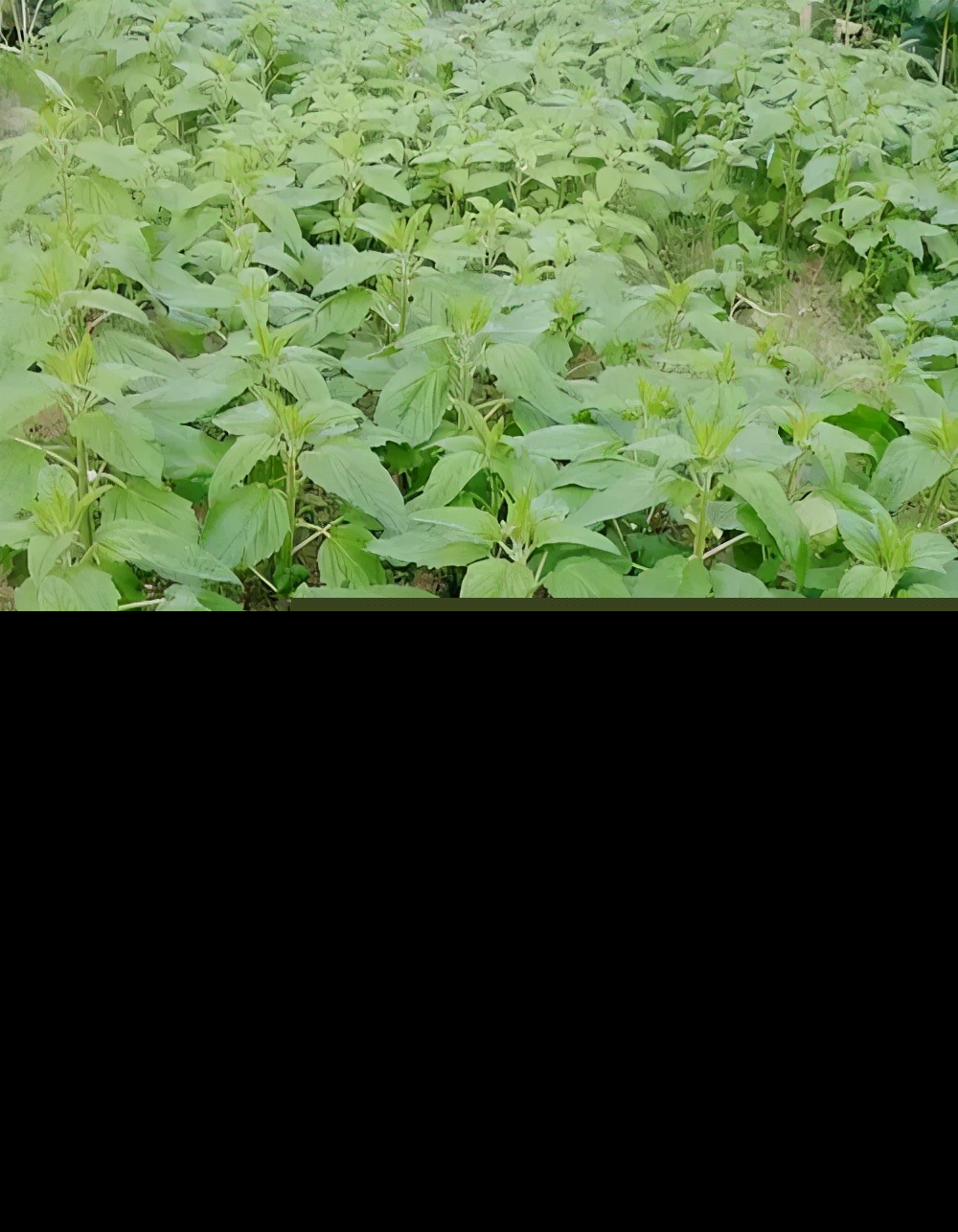 芝麻长什么样子图片（芝麻的播种时间和播种方法介绍）-第2张图片