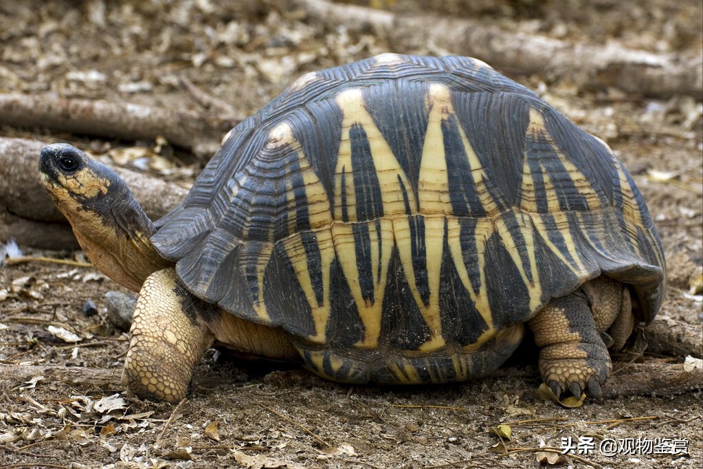 中国允许养哪些陆龟品种（国内为什么不允许饲养陆龟）-第2张图片