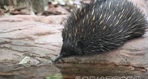 澳大利亚的国宝是什么动物（令人惊奇的澳大利亚动物）-第3张图片