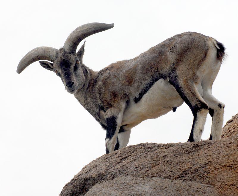 为什么青藏高原上的羊能在垂直悬崖上跳跃奔跑-第1张图片