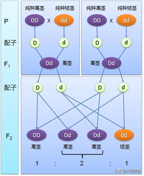 种子公司的种子为什么不能留种 （现在种子只能种一次）-第2张图片