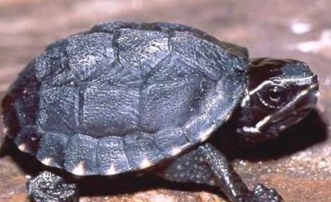 水龟有哪些品种好养吗（养殖水龟有哪些优点和好处）-第2张图片