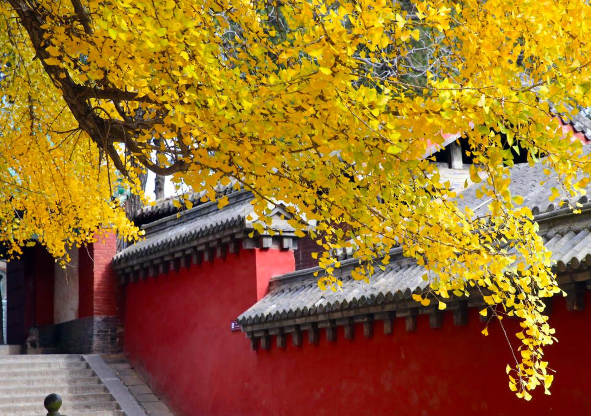 中国的国树是什么树（大众认为的银杏树象征着什么）-第6张图片