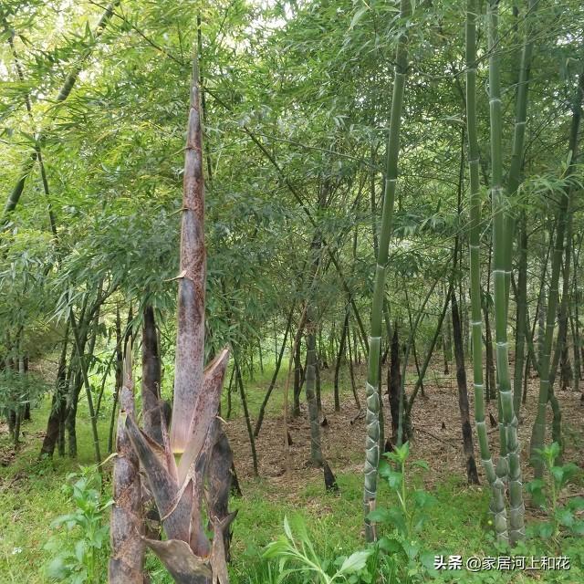为什么说竹子开花赶紧搬家（竹子开花马上搬家什么意思）-第4张图片