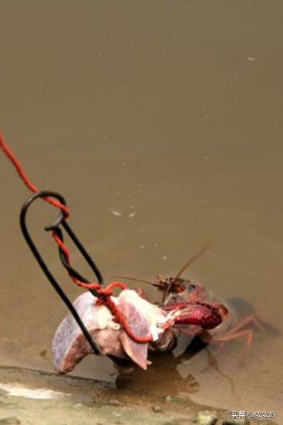 钓龙虾用什么钓比较好（四种小龙虾最喜欢的饵料介绍）-第3张图片