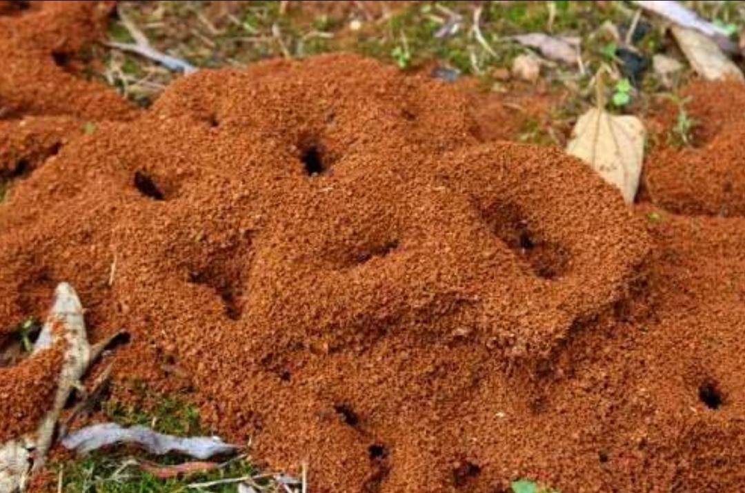 蚂蚁的外形特点和生活特征（蚂蚁长相习性和生活环境介绍）-第6张图片