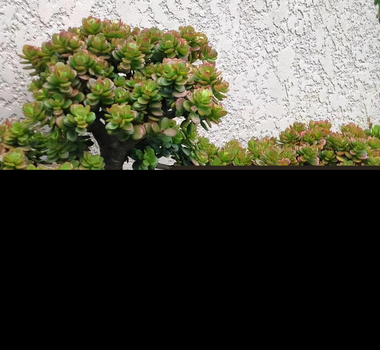 十大客厅风水植物（客厅养什么植物好养且风水又好）-第15张图片