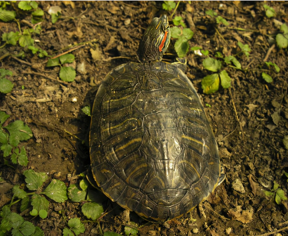 巴西红耳龟的简介（巴西红耳龟在我国属于入侵物种吗）-第4张图片