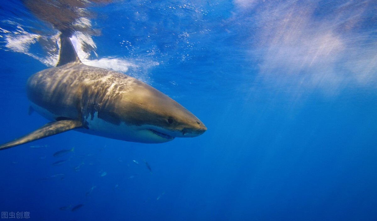 世界上十大恐怖鲨鱼排名（十大凶猛的鲨鱼排行榜）-第10张图片