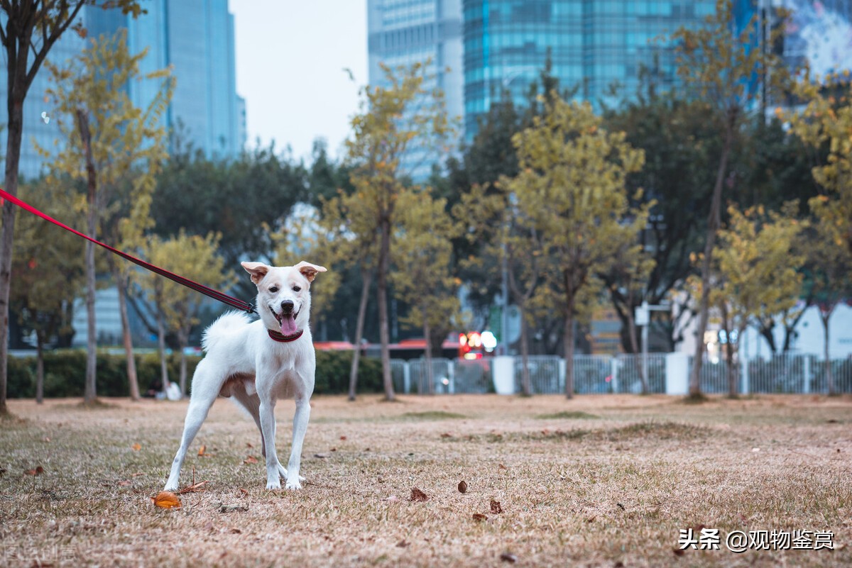 抓兔子的狗叫什么名字（什么狗的捕猎对象是野兔子）-第3张图片