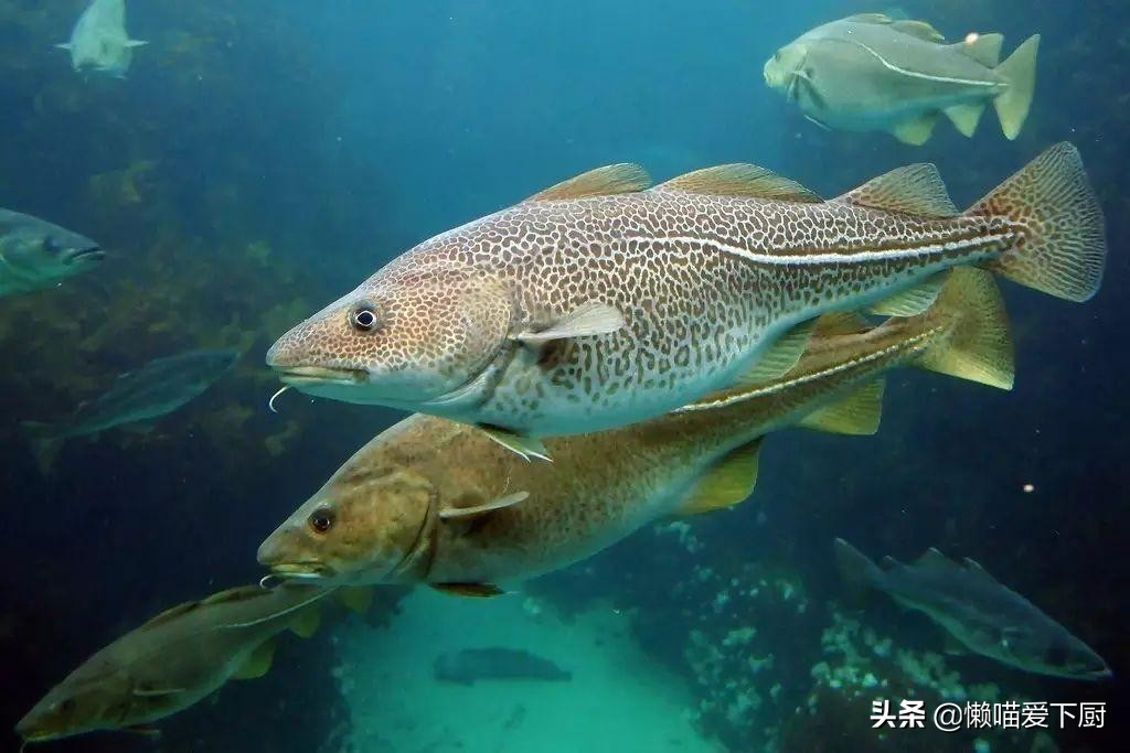 油鱼和鳕鱼的区别图片（油鱼和鳕鱼的区别都在哪里）-第9张图片