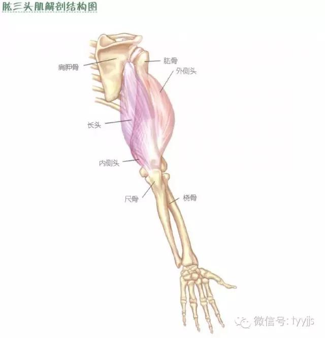 肱二头肌在哪(手臂肱二头肌在哪)-第3张图片