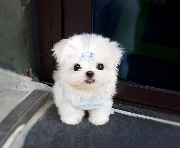 适合家养的小型犬,十种不宜在家养的狗-第7张图片 适合家养的小型犬,十种不宜在家养的狗-第7张图片