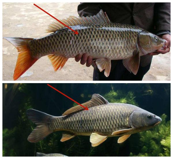 野生鲤鱼与养殖鲤鱼的区别（两者吃着有什么不同吗）-第4张图片