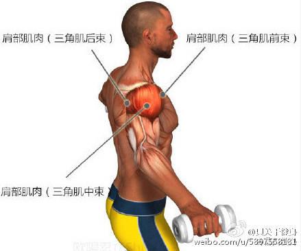 三角肌中束王牌动作(三角肌后束的黄金动作)-第1张图片