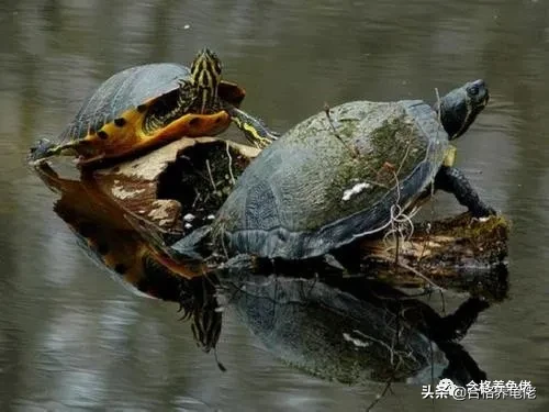 乌龟为什么不能送人（自己家里养的乌龟能随意送人吗）-第2张图片