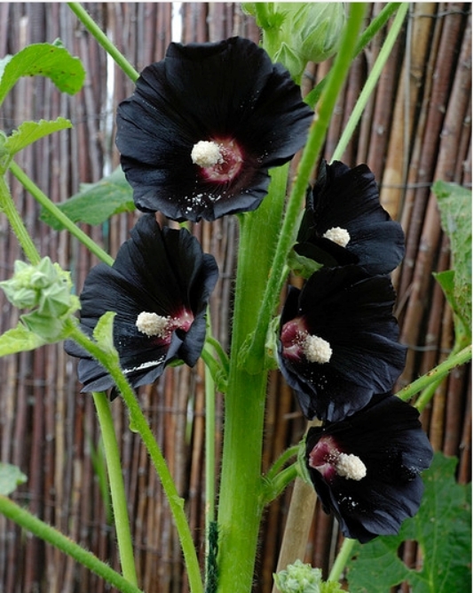黑色的花有哪些及花名图片（世界上有黑颜色的花吗）-第8张图片