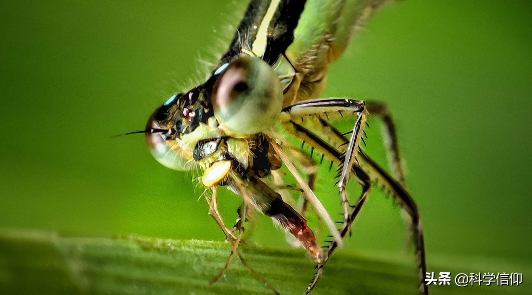 人类为什么不灭绝蚊子（蚊子灭绝了有什么影响）-第4张图片