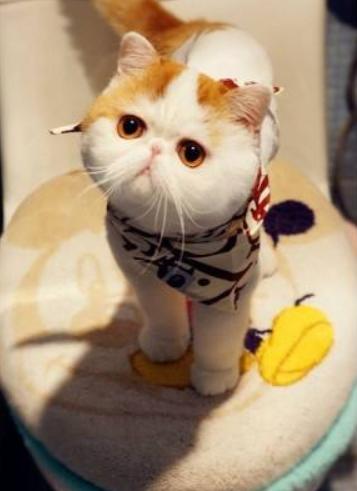 加菲猫是哪个国家的猫（加菲猫是什么国家的品种及介绍）-第10张图片