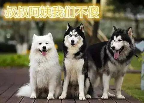 雪橇三傻是哪三种狗（被称为雪橇三傻的狗分别有哪些）-第1张图片