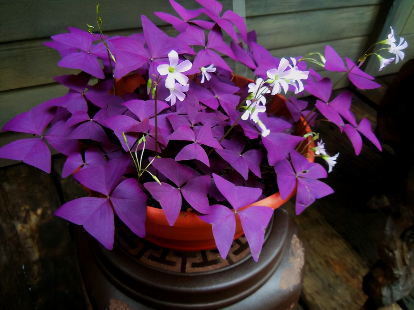 常见紫色的花有哪些（紫色花朵的花名都叫什么名字）-第47张图片