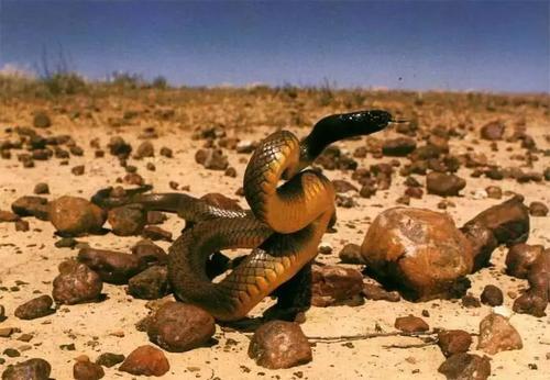 世界最毒的毒蛇第一名（被吉尼斯纪录认证的世界最毒之蛇）-第1张图片