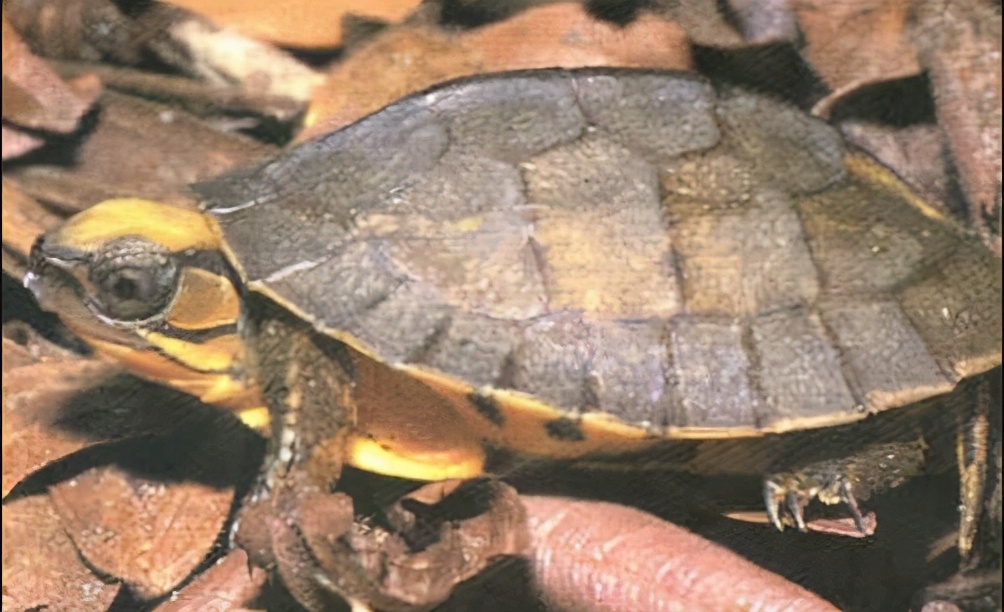 巴西红耳龟的简介（巴西红耳龟在我国属于入侵物种吗）-第9张图片