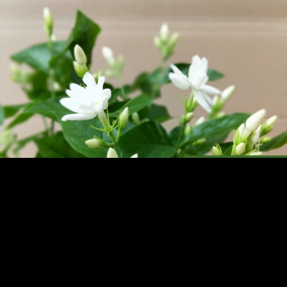 北方茉莉花好养吗（茉莉花适合新手室内还是室外养）-第3张图片