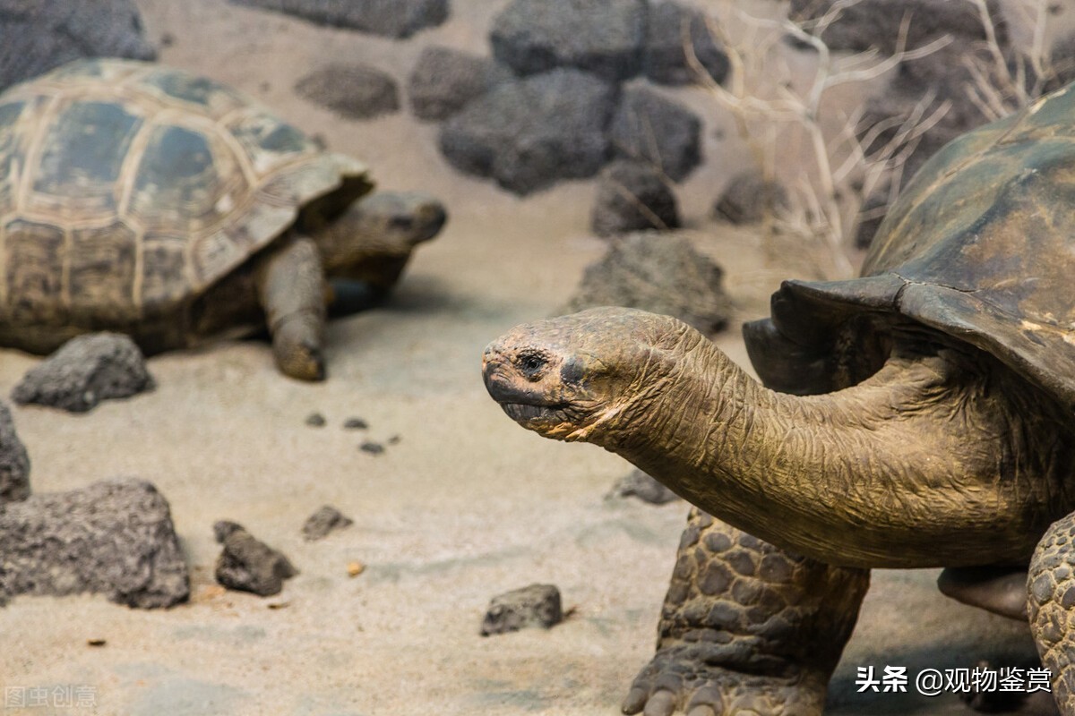 中国允许养哪些陆龟品种（国内为什么不允许饲养陆龟）-第5张图片