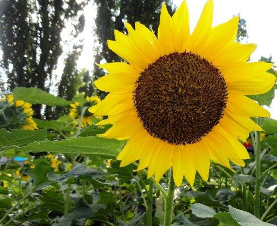 向日葵向着太阳的原因是应激性吗（揭秘向日葵随着太阳转动）-第3张图片