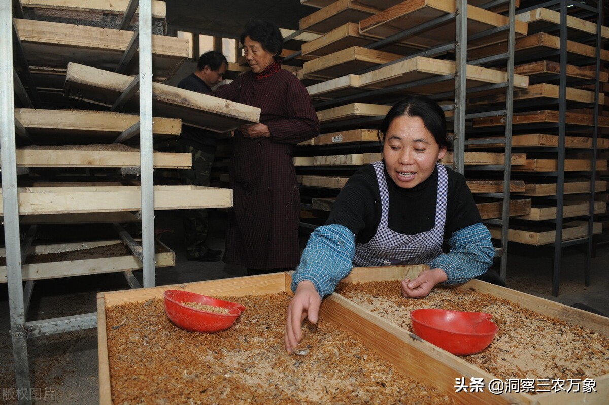 面包虫吃什么食物繁殖比较快（面包虫饲养成虫的注意事项）-第5张图片