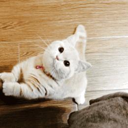 矮脚猫为什么不能养（为什么不建议人们去养矮脚猫）-第5张图片