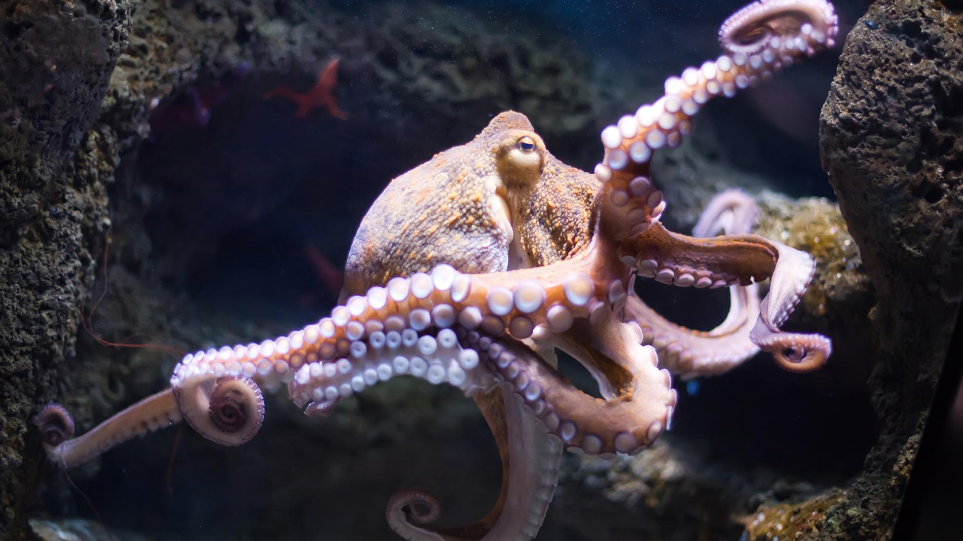 章鱼有几个心脏（通常章鱼比其它海洋生物多几个心脏）-第8张图片
