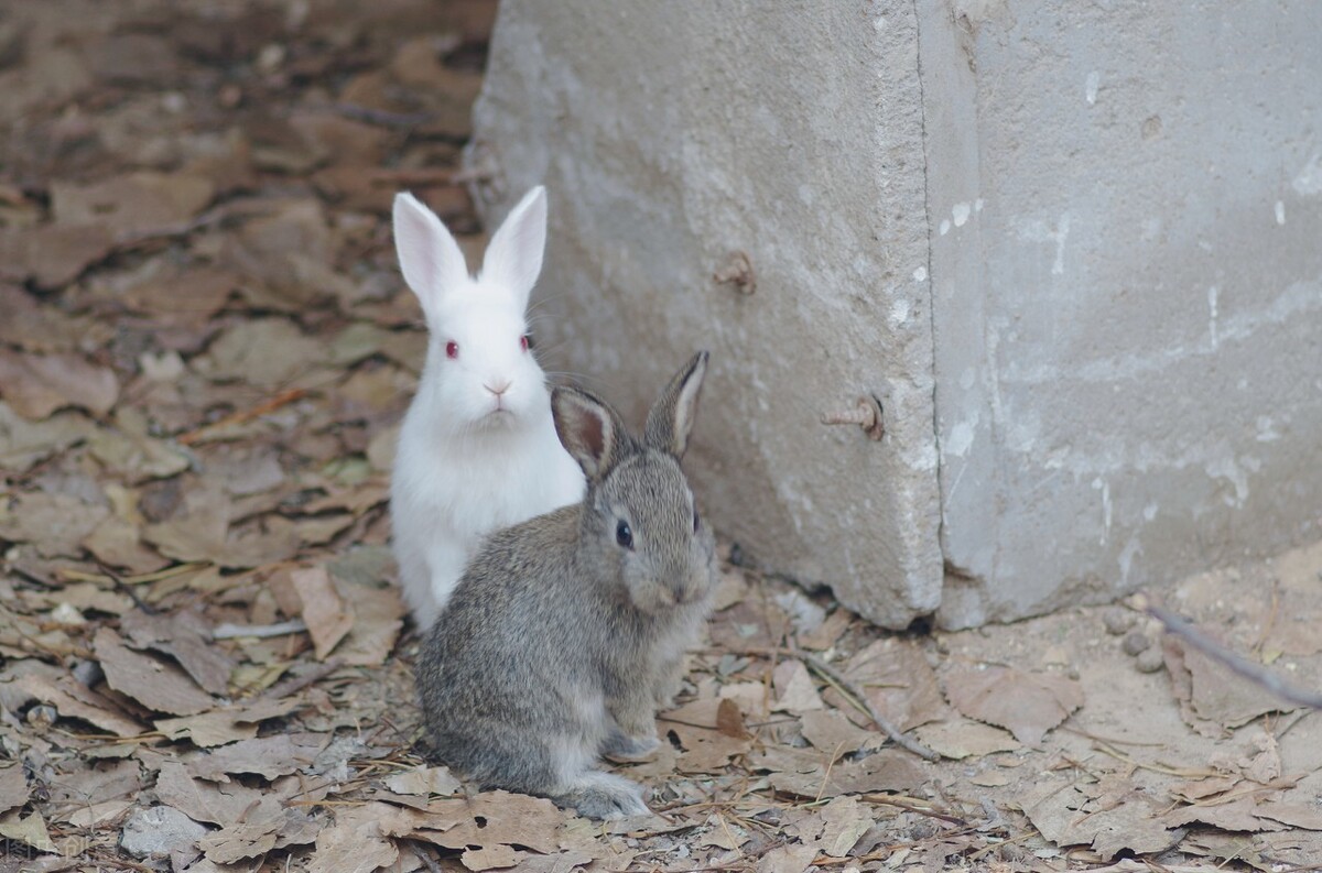 兔子多长时间才能生一窝（一般兔子多大就可以繁殖了）-第7张图片