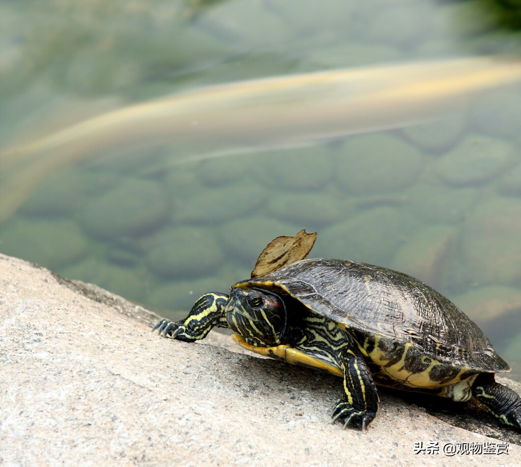 中华草龟是深水龟还是浅水龟（中华龟适合多深的水）-第3张图片
