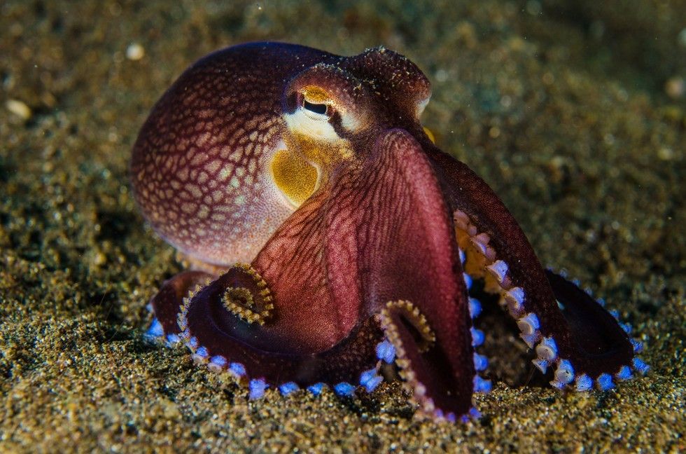 章鱼有几个心脏（通常章鱼比其它海洋生物多几个心脏）-第7张图片