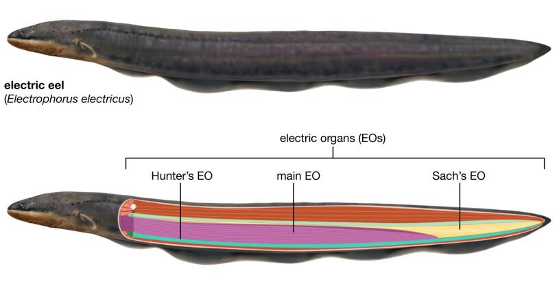 电鳗为什么会放电（电鳗能发出800伏高压电的原理）-第4张图片
