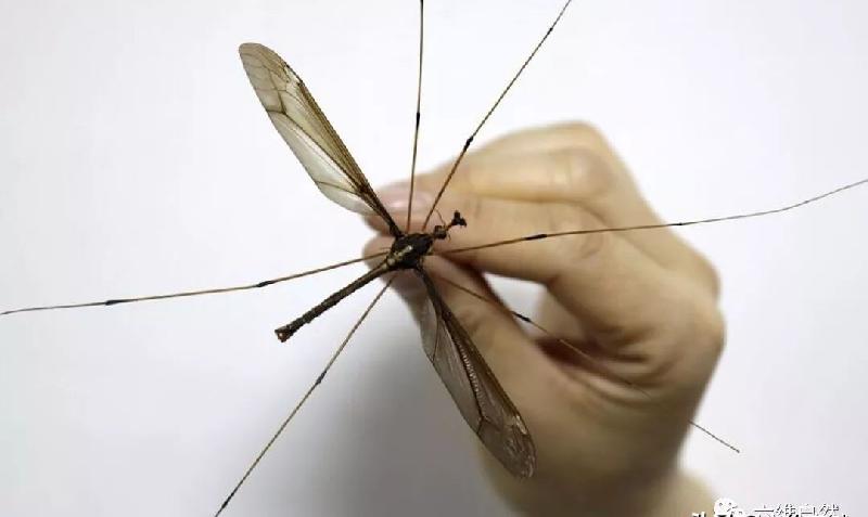 世界上最大的蚊子图片（最可怕蚊子有多大，吃人变异吗）-第1张图片