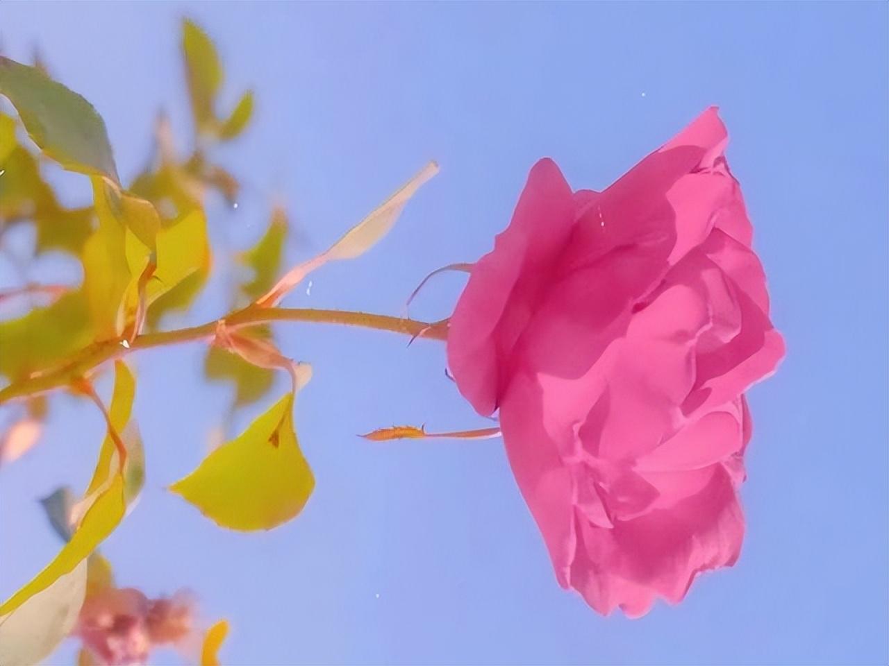 双鱼座最合不来的三大星座（双鱼座命中注定的三个克星）-第2张图片