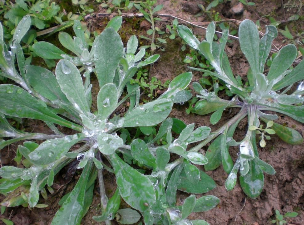 介绍农村十大野菜（农村有哪些常见可以吃的野菜图片）-第6张图片