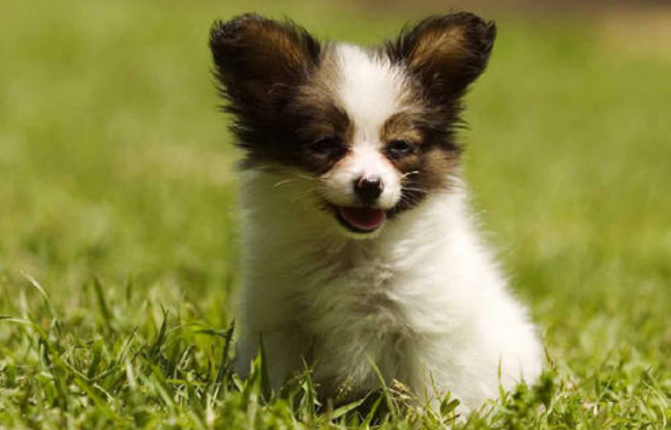 适合家养的小型犬,十种不宜在家养的狗-第8张图片 适合家养的小型犬,十种不宜在家养的狗-第8张图片