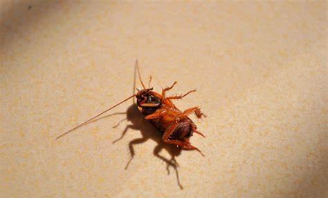家里发现一只蟑螂怎么办（家中出现蟑螂应该怎么消灭）-第3张图片