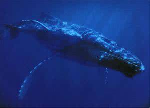 最大的鲸鱼！（地球上最大的鲸鱼！）-第6张图片